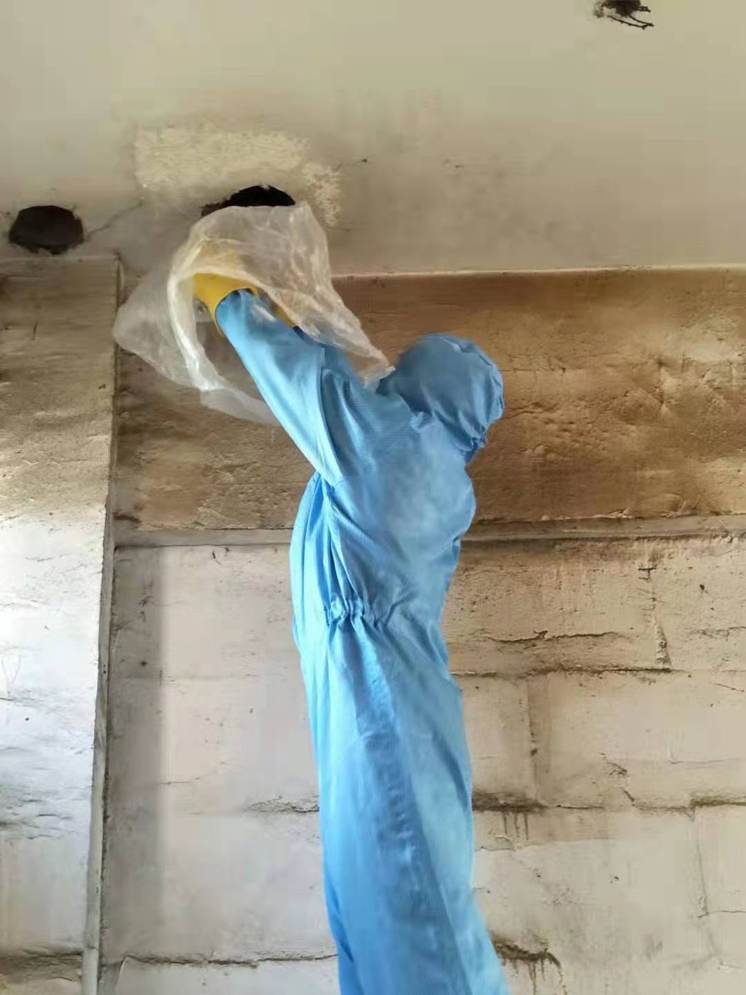 宜宾除虫